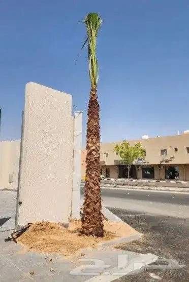 نخيل واشنطن ونخيل عربي 3