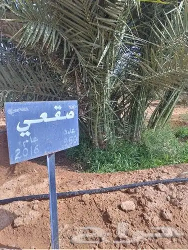 جثيث خلاص وسكري 4