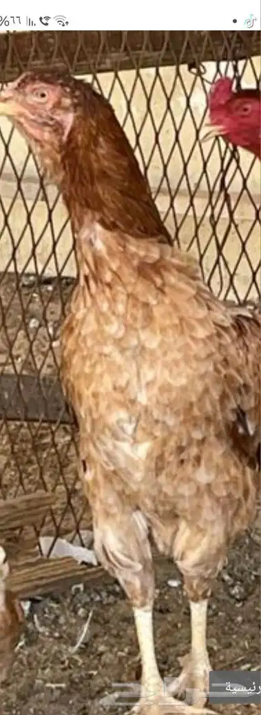 دجاجة باكستانيه بيور للبيع 0