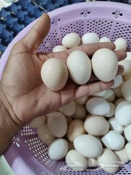 بيض بلدي طازج عضوي 2