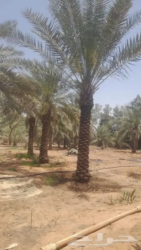 خدمت نخل عربي وامريكي تكريب 1