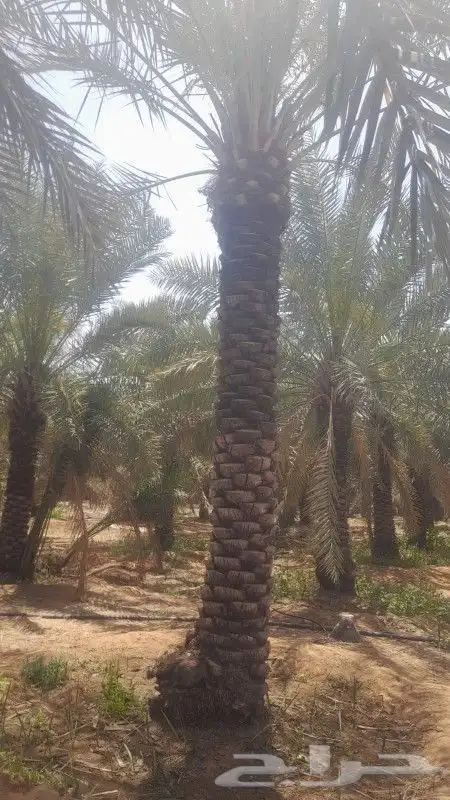 خدمت نخل عربي وامريكي تكريب 0