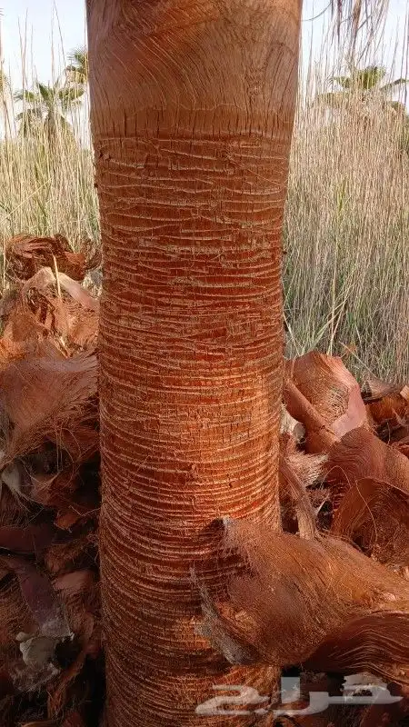 نخيل واشنطن ونخيل عربي 4