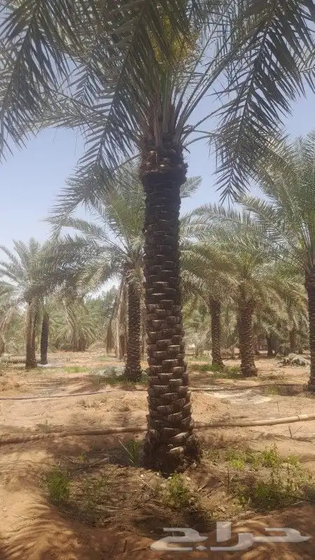 خدمت نخل عربي وامريكي تكريب 2