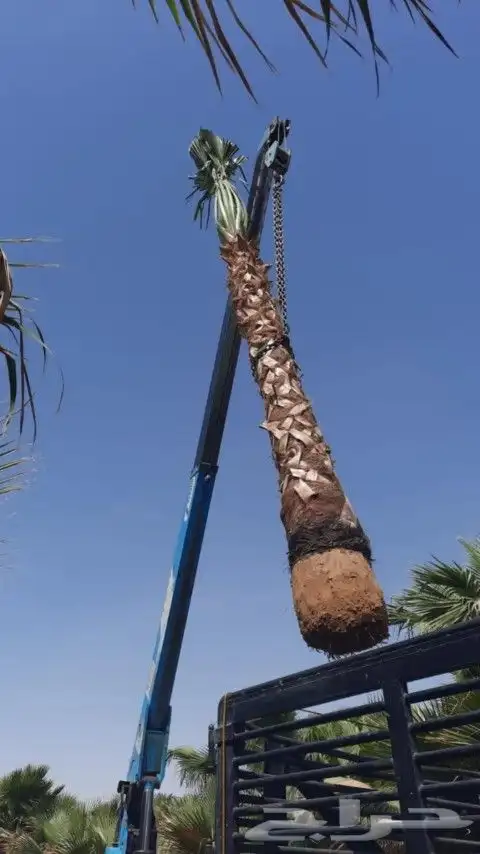 نخيل واشنطن ونخيل عربي 0