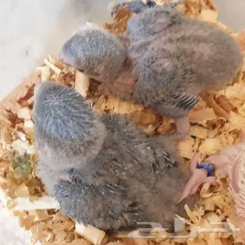 فروخ روز محلي محجلة 9