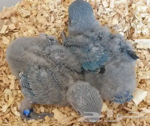 فروخ روز محلي محجلة 6