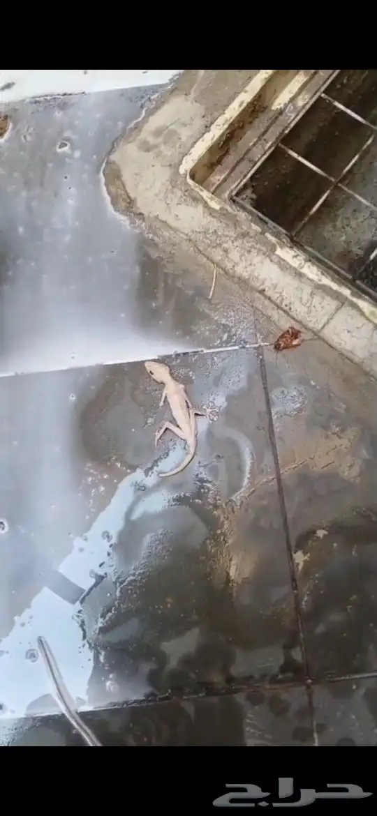 شركة مكافحة حشرات بالرياض 1