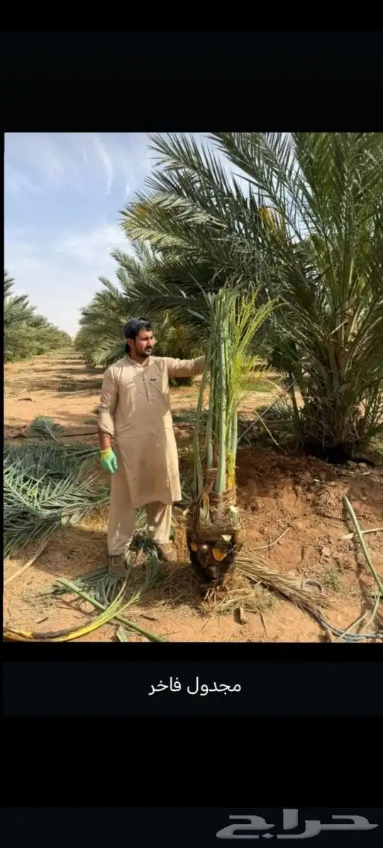 يوجد لدينا جميع انواع النخيل لتواصل 0