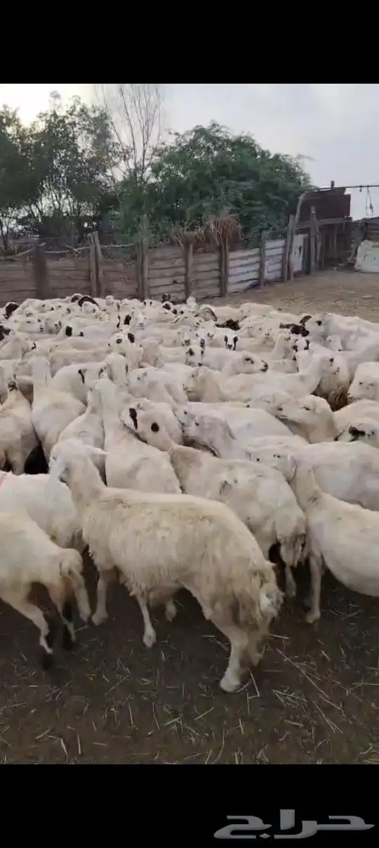 ضأن رفيدي أكبر جرم العدد مفتوح مولدات قرايب علا الشرط 0