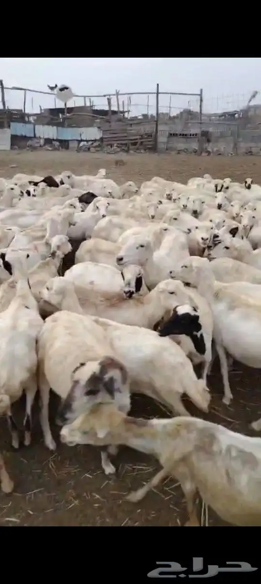 ضأن رفيدي أكبر جرم العدد مفتوح مولدات قرايب علا الشرط 1