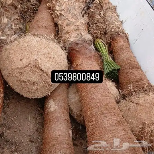 نخيل واشنطن ونخيل عربي 1