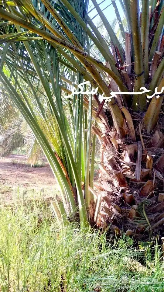جثيث خلاص وسكري 5
