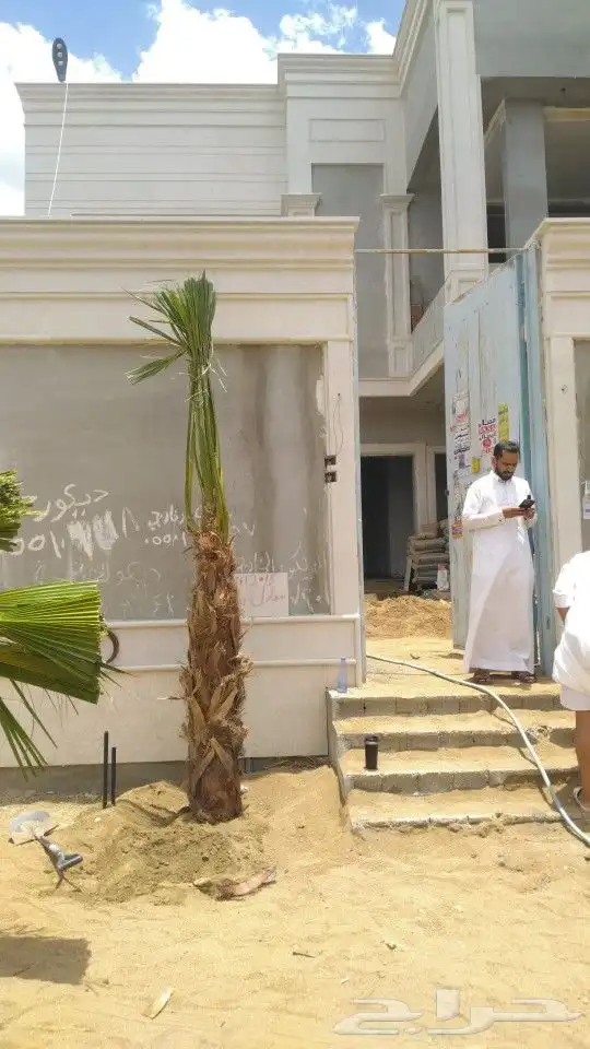يوجد الدنيا جميع انواع انخيل زينه واشنطن الفلل وستريحه 2