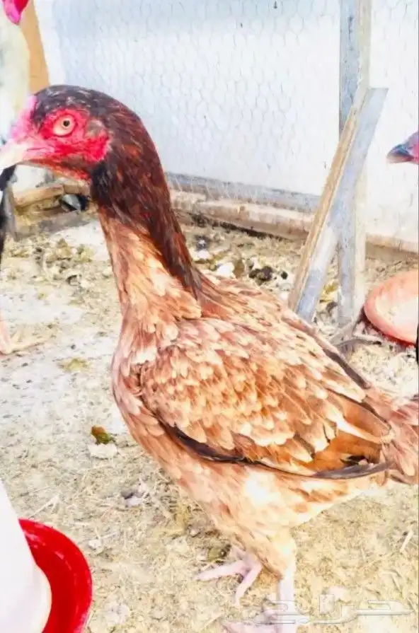 دجاجة باكستانيه بيور للبيع 1