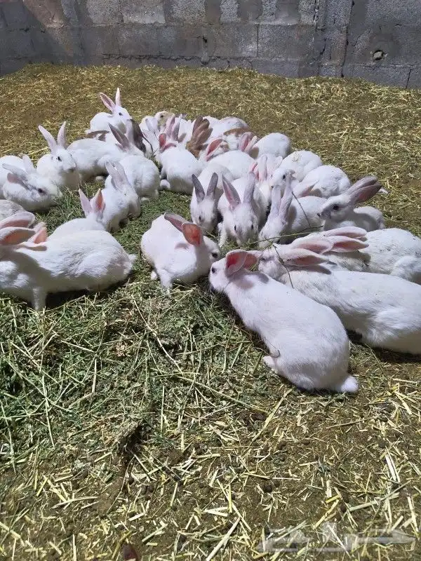 ارانب فرنسي و بلدي الاعمار من سنه الى اقل الجمله الجوز 50 تف 0