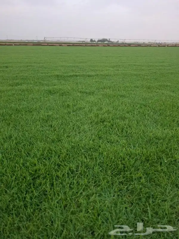 ثيل سي 2000 صافي وطبيعي جراده قولي مزرعه الخرج 2