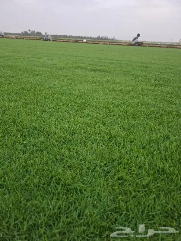 ثيل سي 2000 صافي وطبيعي جراده قولي مزرعه الخرج 3