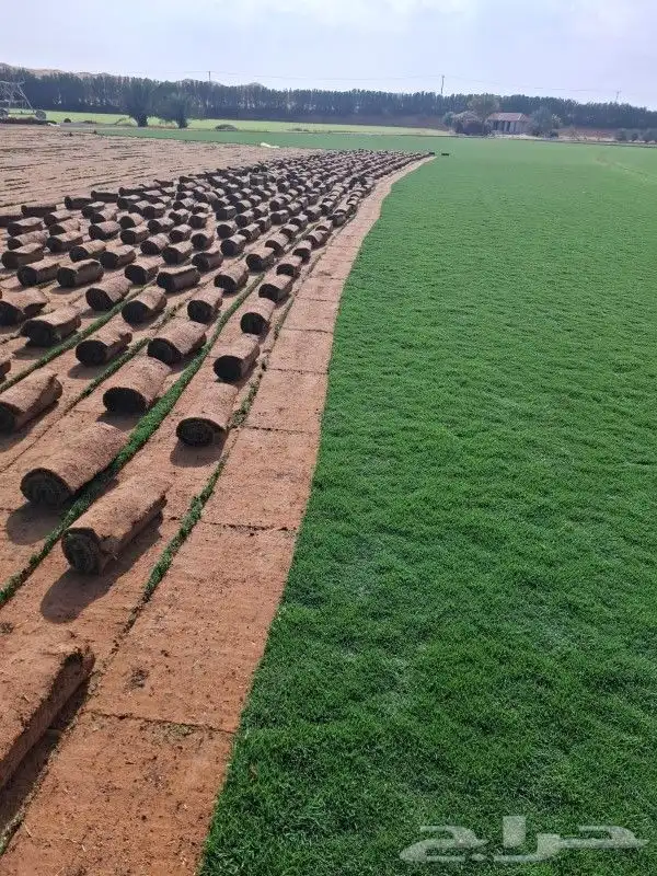ثيل سي 2000 صافي وطبيعي جراده قولي مزرعه الخرج 0