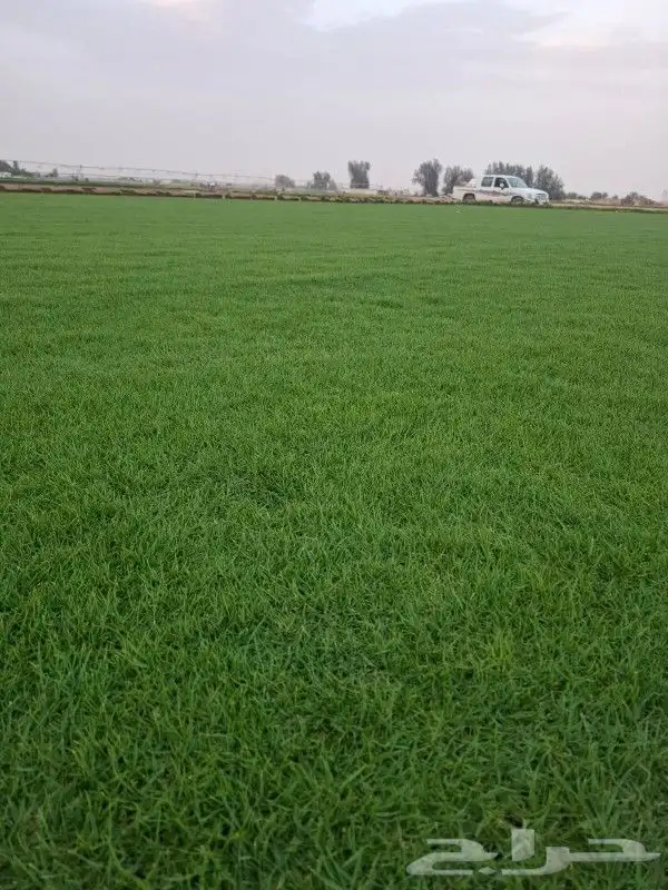 ثيل سي 2000 صافي وطبيعي جراده قولي مزرعه الخرج 1