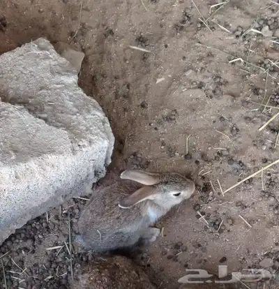 ا( تم البيع) ارانب للبيع 3