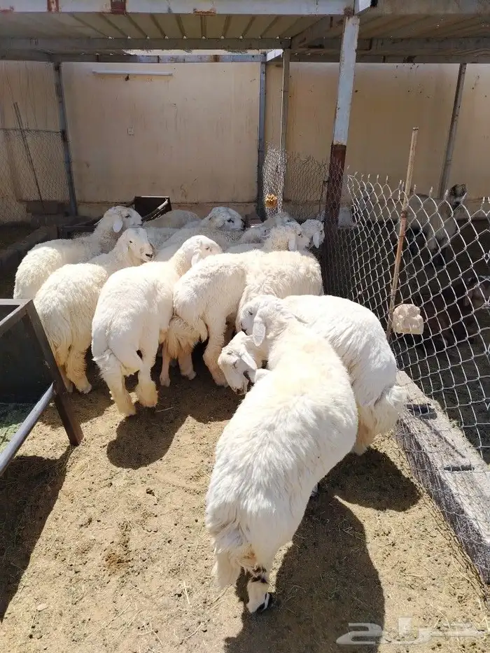 اضحيتك لبااب بيتك حريات جببره سواكنيات جبررره 4