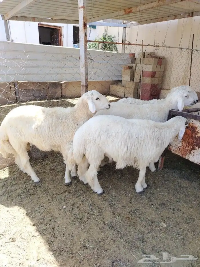 اضحيتك لبااب بيتك حريات جببره سواكنيات جبررره 1