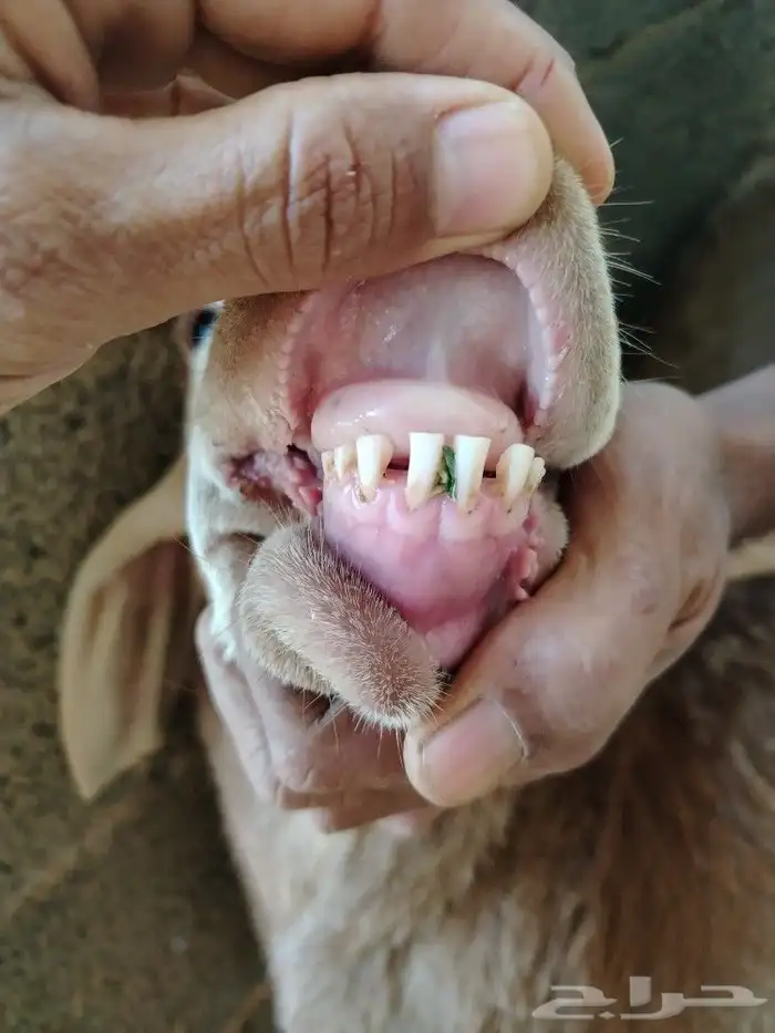 اضحيتك لبااب بيتك حريات جببره سواكنيات جبررره 10