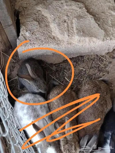 ا( تم البيع) ارانب للبيع 1