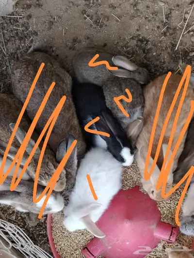 ا( تم البيع) ارانب للبيع 0