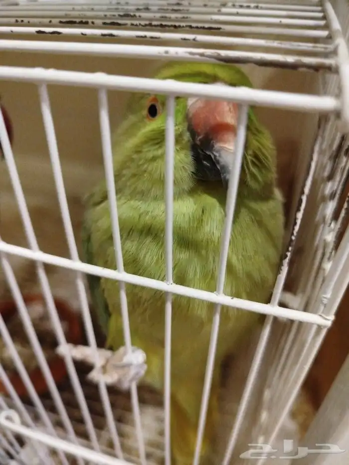 دره انثى نص ولافه منتجه للبيع 1