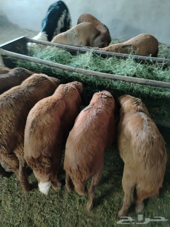 اضحيتك لبااب بيتك حريات جببره سواكنيات جبررره 14