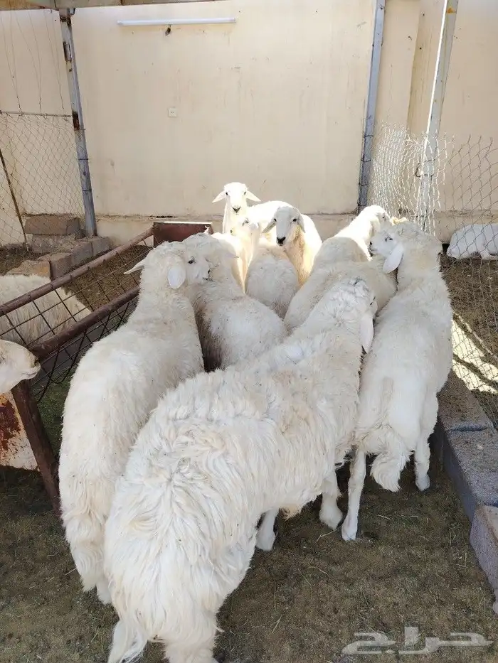 اضحيتك لبااب بيتك حريات جببره سواكنيات جبررره 2