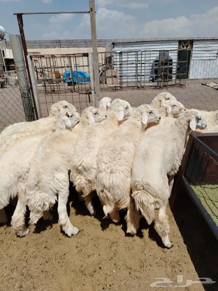 اضحيتك لبااب بيتك حريات جببره سواكنيات جبررره 8