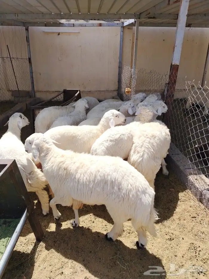 اضحيتك لبااب بيتك حريات جببره سواكنيات جبررره 5