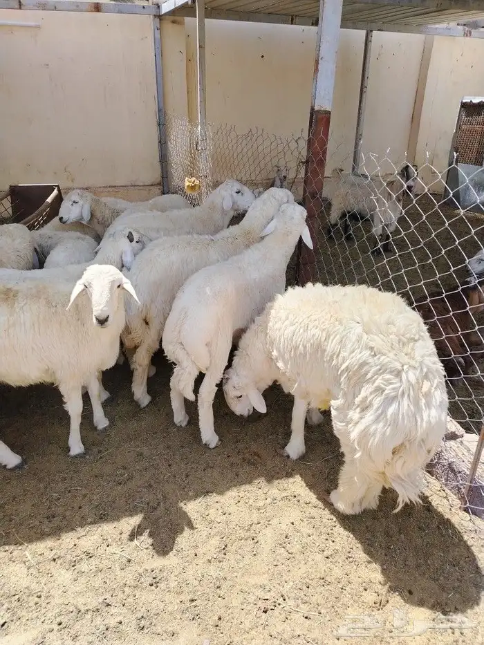 اضحيتك لبااب بيتك حريات جببره سواكنيات جبررره 3