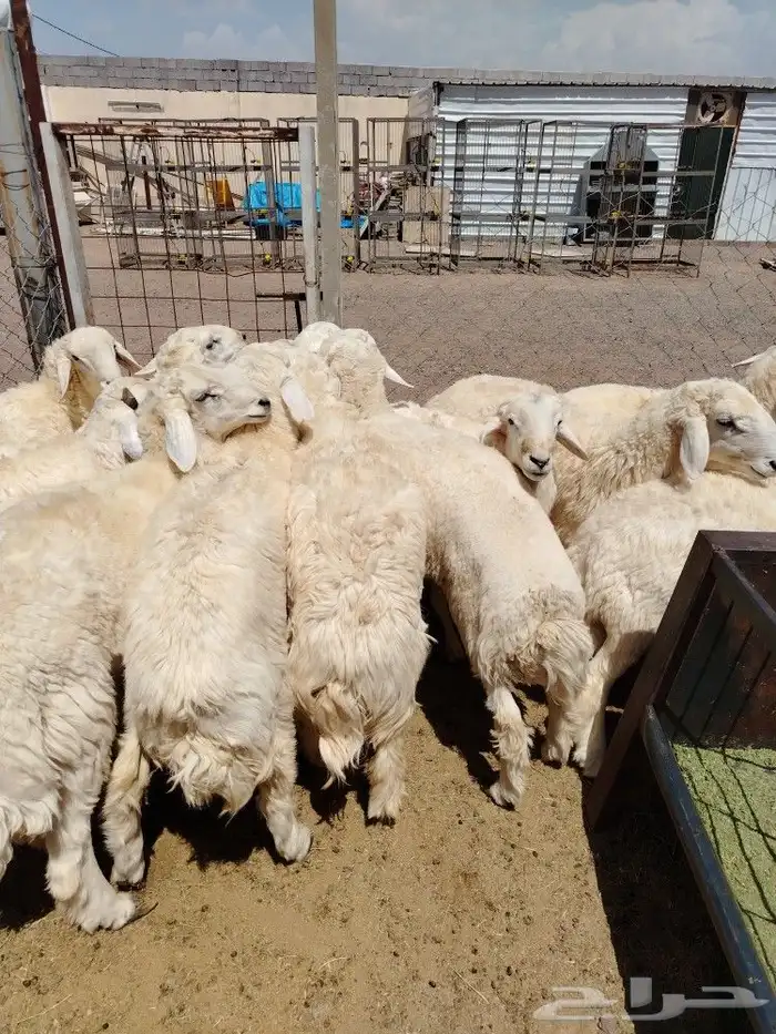 اضحيتك لبااب بيتك حريات جببره سواكنيات جبررره 6