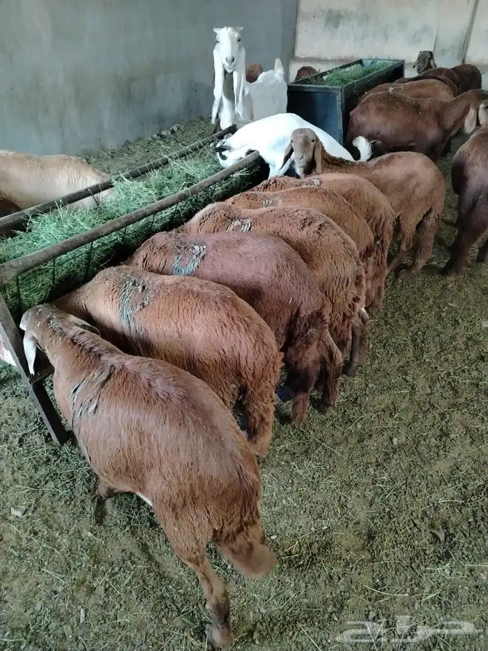 اضحيتك لبااب بيتك حريات جببره سواكنيات جبررره 11