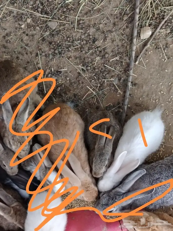 ا( تم البيع) ارانب للبيع 2