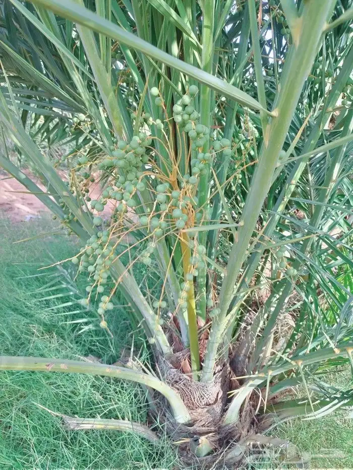 جثيث خلاص وسكري 3