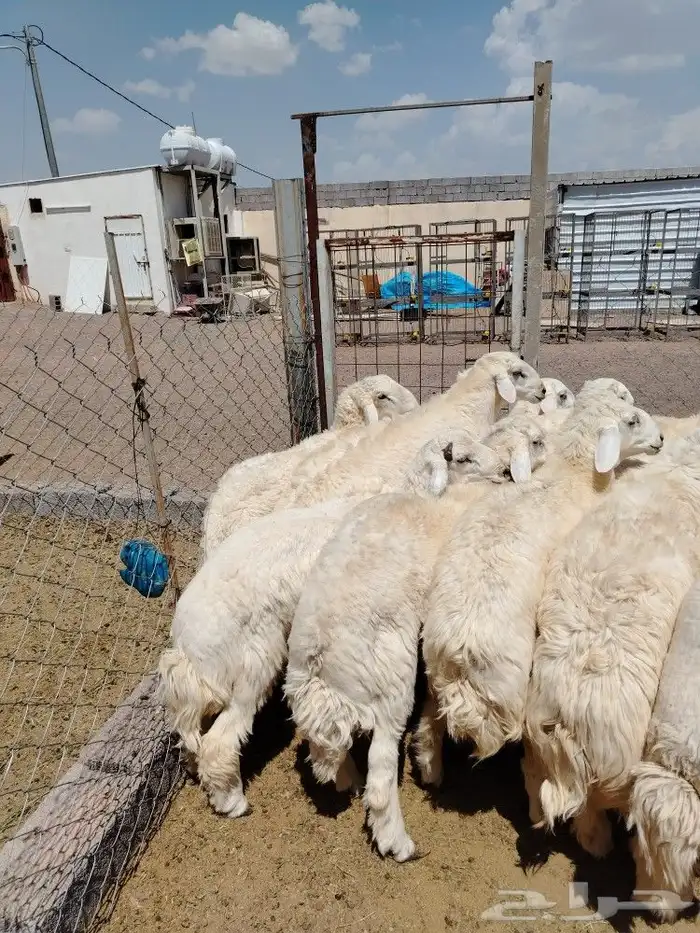 اضحيتك لبااب بيتك حريات جببره سواكنيات جبررره 7