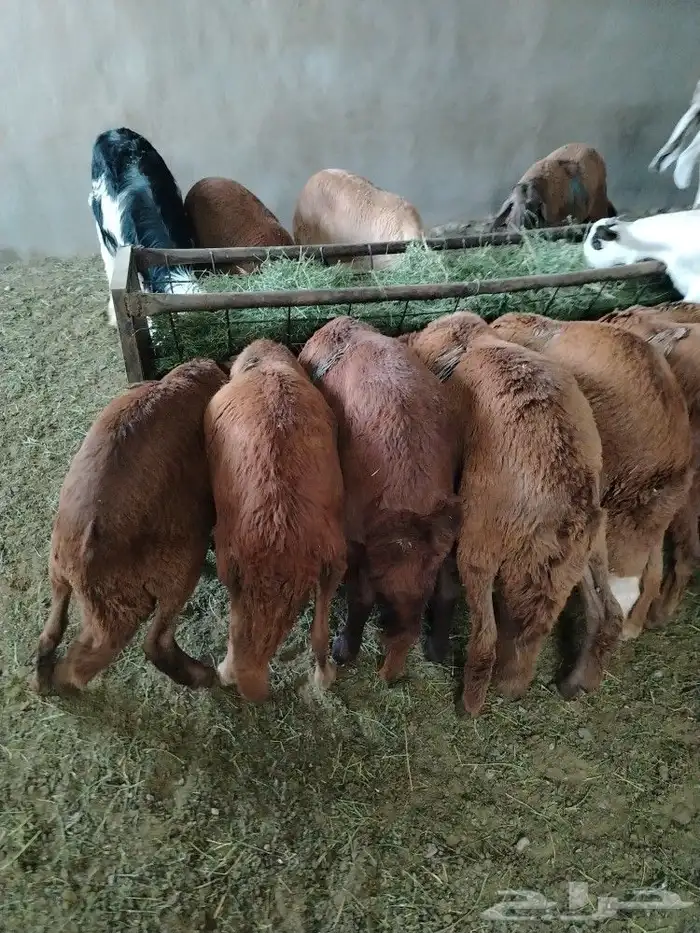 اضحيتك لبااب بيتك حريات جببره سواكنيات جبررره 12