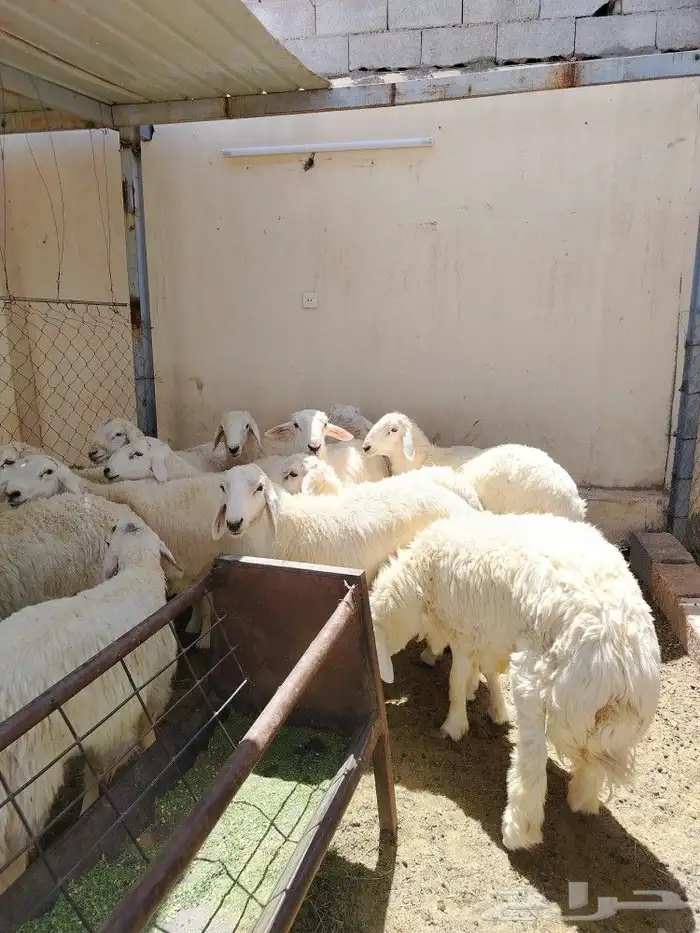 اضحيتك لبااب بيتك حريات جببره سواكنيات جبررره 0