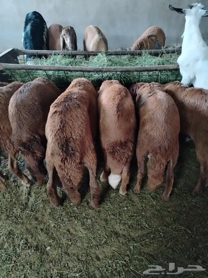 اضحيتك لبااب بيتك حريات جببره سواكنيات جبررره 13