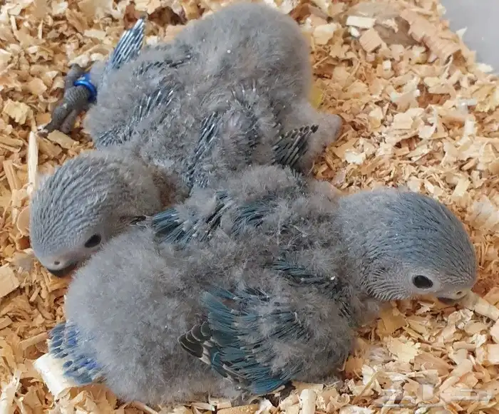 فروخ روز محلي محجلة 0