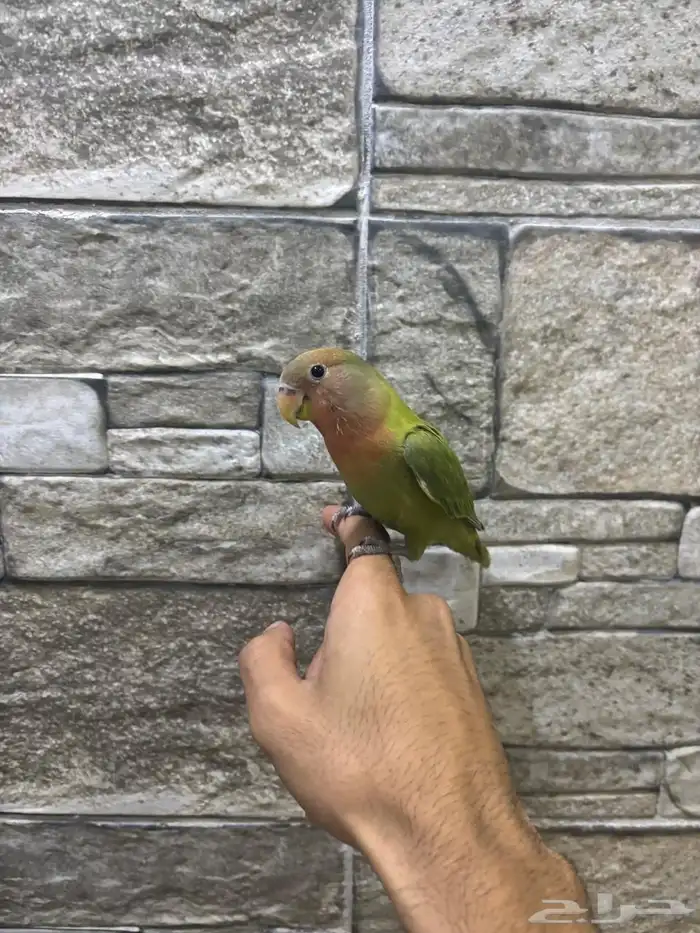 للبيع طير روز اليف 0