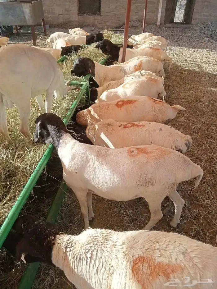 وصلنا الجديد يا أهل الطيب غنم بربري للبيع 5