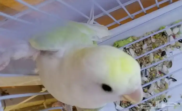 ذكرين روز للبيع 2