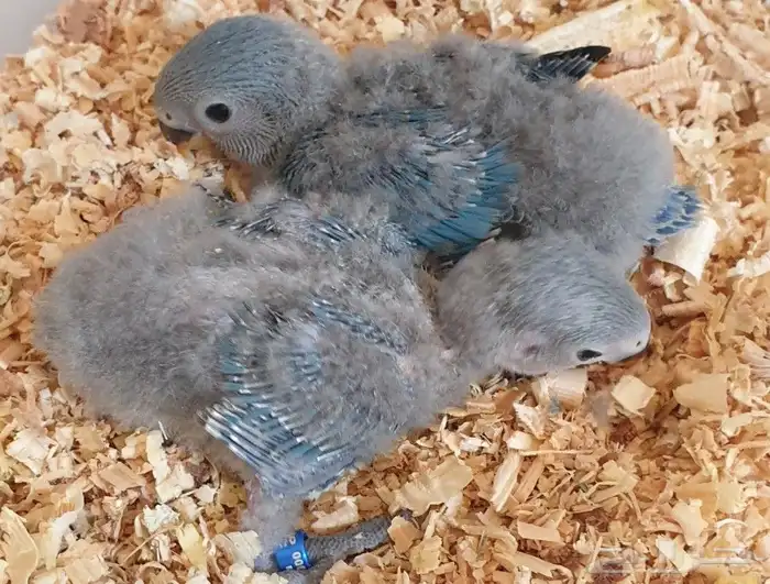 فروخ روز محلي محجلة 5