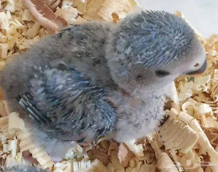 فروخ روز محلي محجلة 7